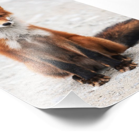 目の美しい可愛い野生の赤いキツネのポートレート フォトプリント (角)