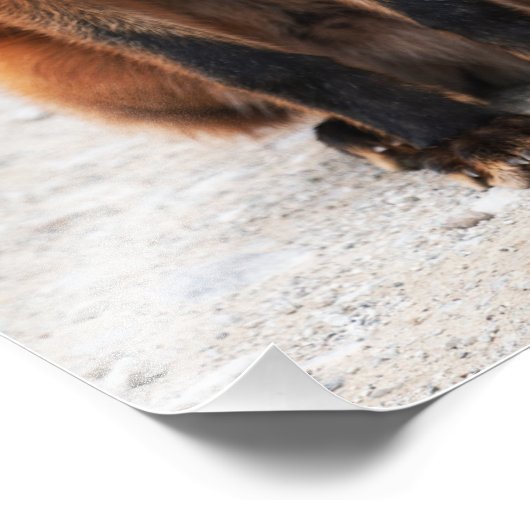 目の美しい可愛い野生の赤いキツネのポートレート フォトプリント (角)