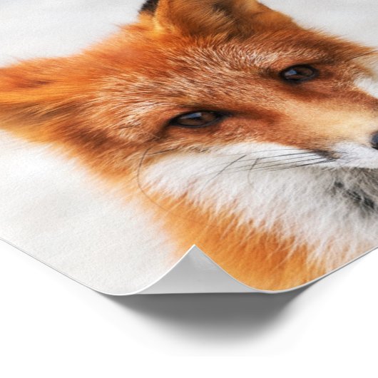 目の美しい可愛い野生の赤いキツネのポートレート ポスター (角)