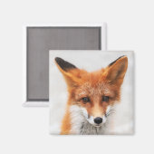 目の美しい可愛い野生の赤いキツネのポートレート マグネット (正面/裏面)