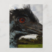 「目の輝き:Emuの好奇心に満ちた視線」 ポストカード (正面)