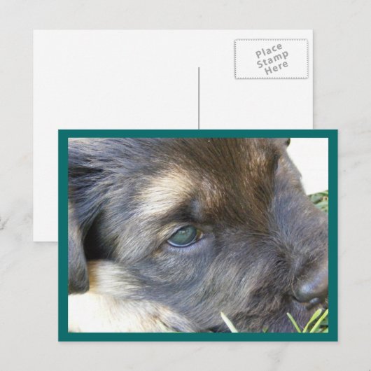 目はがき ポストカード (正面/裏面)