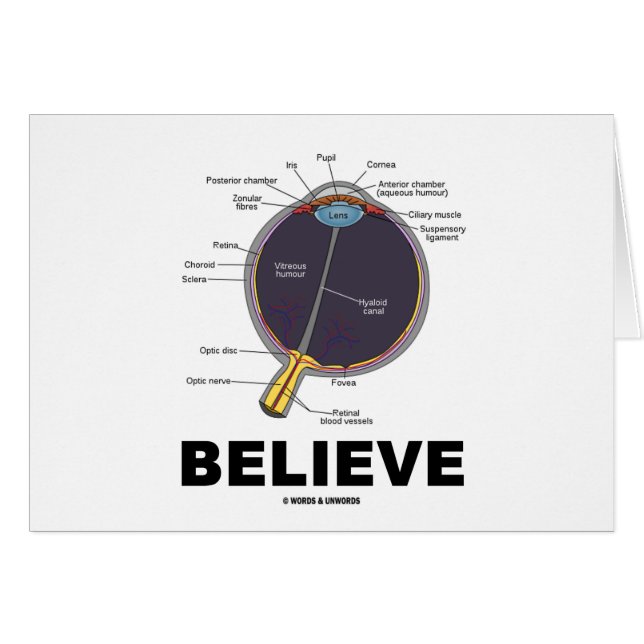 目は信じます(解剖ユーモア) (正面横)