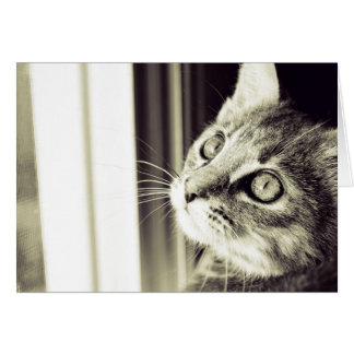 目は白黒の星を見ます