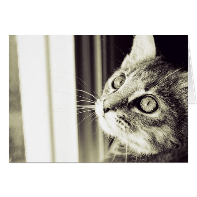 目は白黒の星を見ます (正面横)