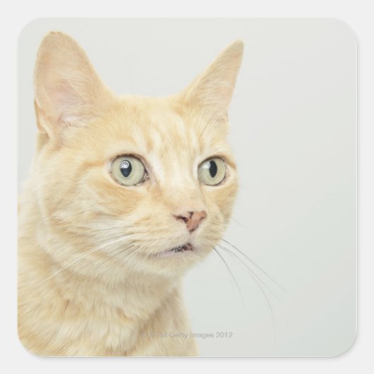 目を大きく開けた猫 スクエアシール (正面)
