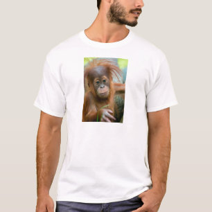 目を真っすぐ見るベビーオランウータン Tシャツ