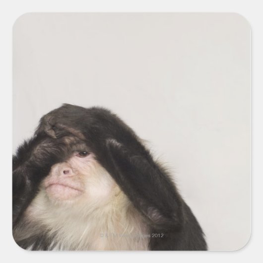 目を覆うサル スクエアシール (正面)