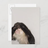 目を覆うサル ポストカード (正面/裏面)