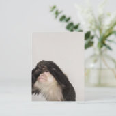 目を覆うサル ポストカード (スタンド正面)