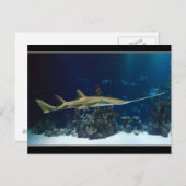 目を見張るザリガニ ポストカード (正面/裏面)