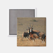 目を見張るブラックマグネット マグネット (正面/裏面)