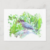 目を見張るボールの上でキャットバード ポストカード (正面)