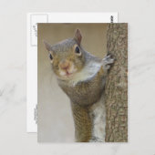 目を見張るリス ポストカード (正面/裏面)