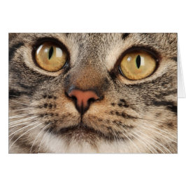 目を見開いた虎猫猫