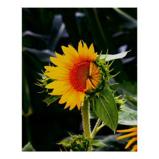 目を覚ますひまわり ポスター