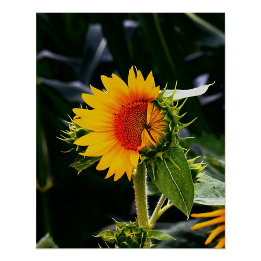 目を覚ますひまわり ポスター (正面)