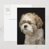 目を閉じた茶色と白のシーズー（犬）Tzu ポストカード (正面/裏面)