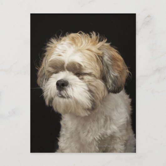 目を閉じた茶色と白のシーズー（犬）Tzu ポストカード (正面)
