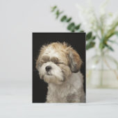 目を閉じた茶色と白のシーズー（犬）Tzu ポストカード (スタンド正面)