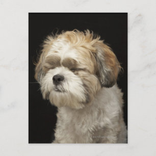 目を閉じた茶色と白のシーズー(犬)Tzu ポストカード