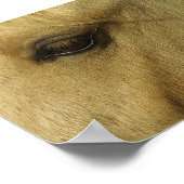 目ウマ科の ポスター (角)