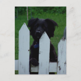 目保を外す ポストカード