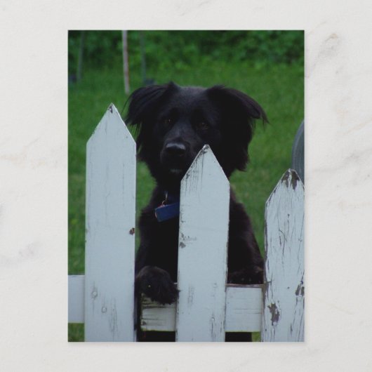 目保を外す ポストカード (正面)