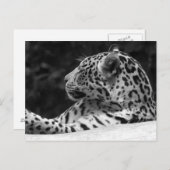 "目覚めるヒョウ" ポストカード (正面/裏面)