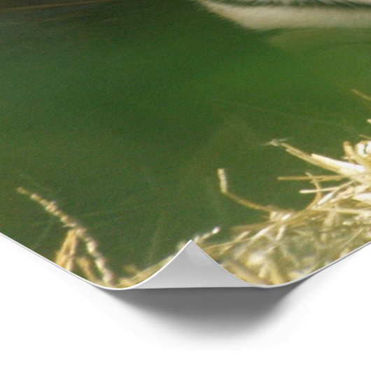 目覚める虎 ポスター (角)