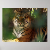 目覚める虎 ポスター (正面)