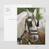 目隠し付き馬 ポストカード (正面/裏面)