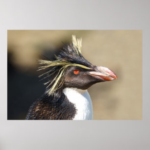 直立したクレストペンギン ポスター