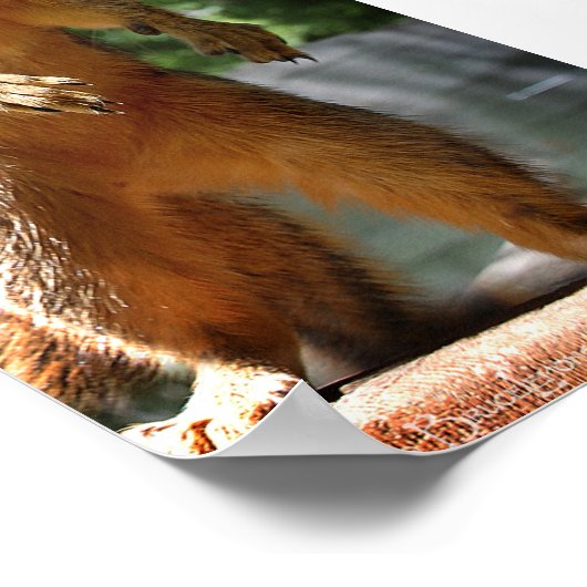 直立リス ポスター (角)