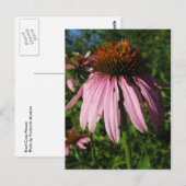 直立円錐花 ポストカード (正面/裏面)