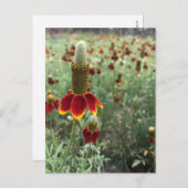 直立大草原の船首の写真を送📷 ポストカード (正面/裏面)