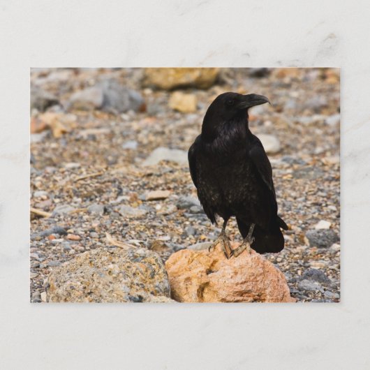 相互好奇心 ポストカード (正面)