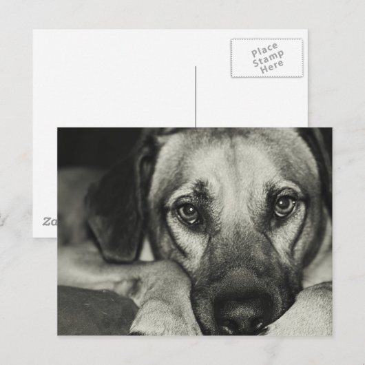 相棒はがき ポストカード (正面/裏面)