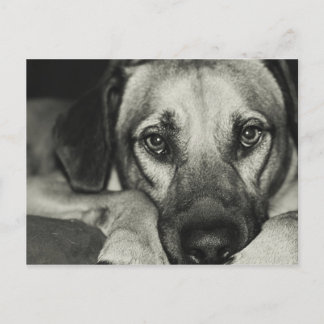 相棒はがき ポストカード