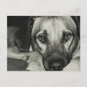 相棒はがき ポストカード (正面)