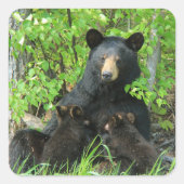 看護ブラックベアとツインキューブ スクエアシール (正面)