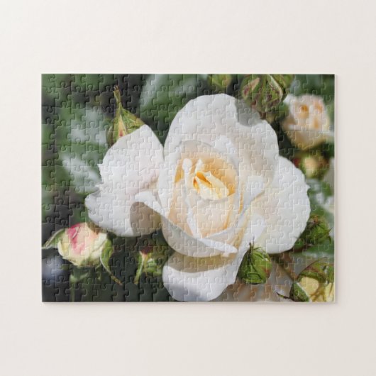真かわいらし白バラ花愛、ロマンス ジグソーパズル (横)