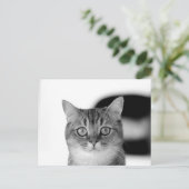 真っすぐ見る白黒猫 ポストカード (スタンド正面)