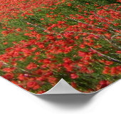 真っ赤なケシの花畑での結婚式の写真 ポスター (角)