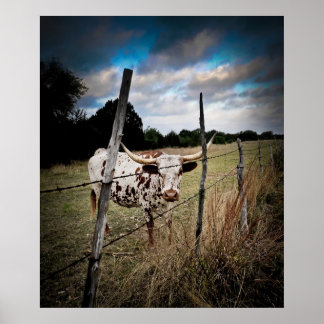 真のテキサス州・ロングホーン ポスター