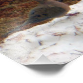 真の愛ハト フォトプリント            (角)