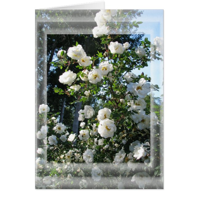 真夏のバラ (正面)