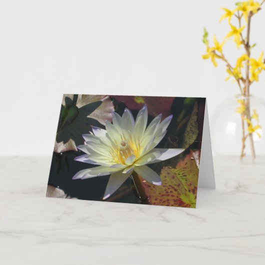 真夏の水百合 カード (黄色い花)