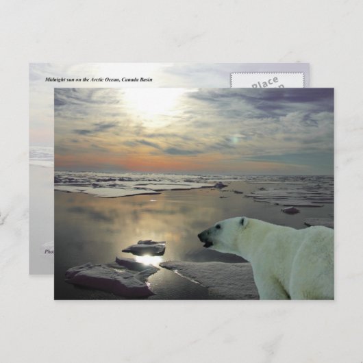 真夜中の太陽と北極熊，北極海 ポストカード (正面/裏面)