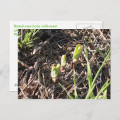 真新しいmilkweedの植物 案内ポストカード (正面/裏面)